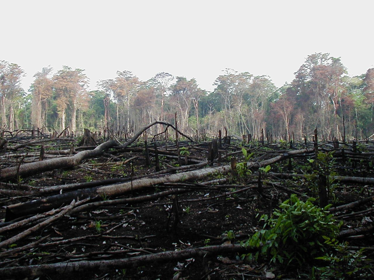 Smoke rising from a burned Amazon forest clearing
