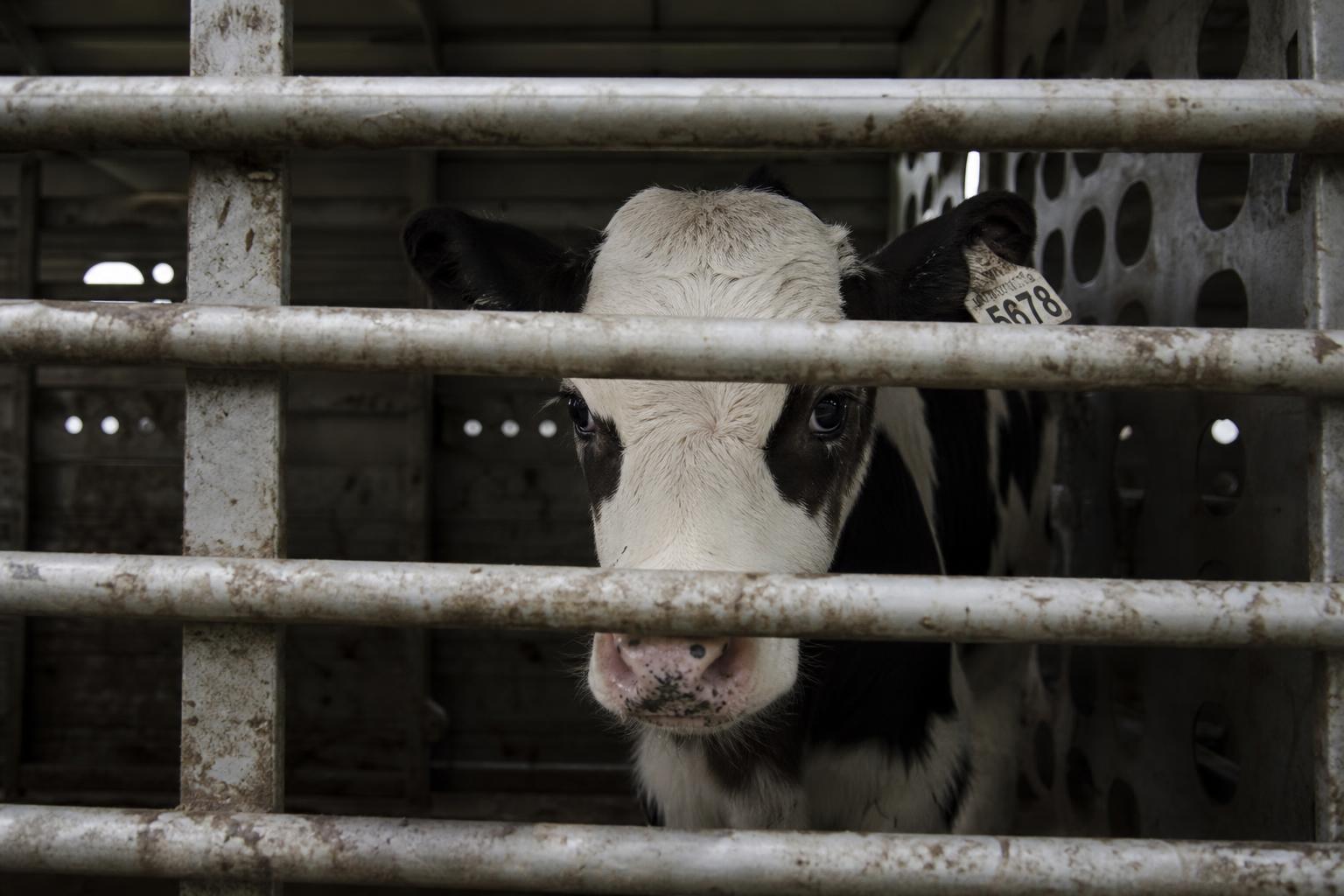 A young calf inside a transport trailer