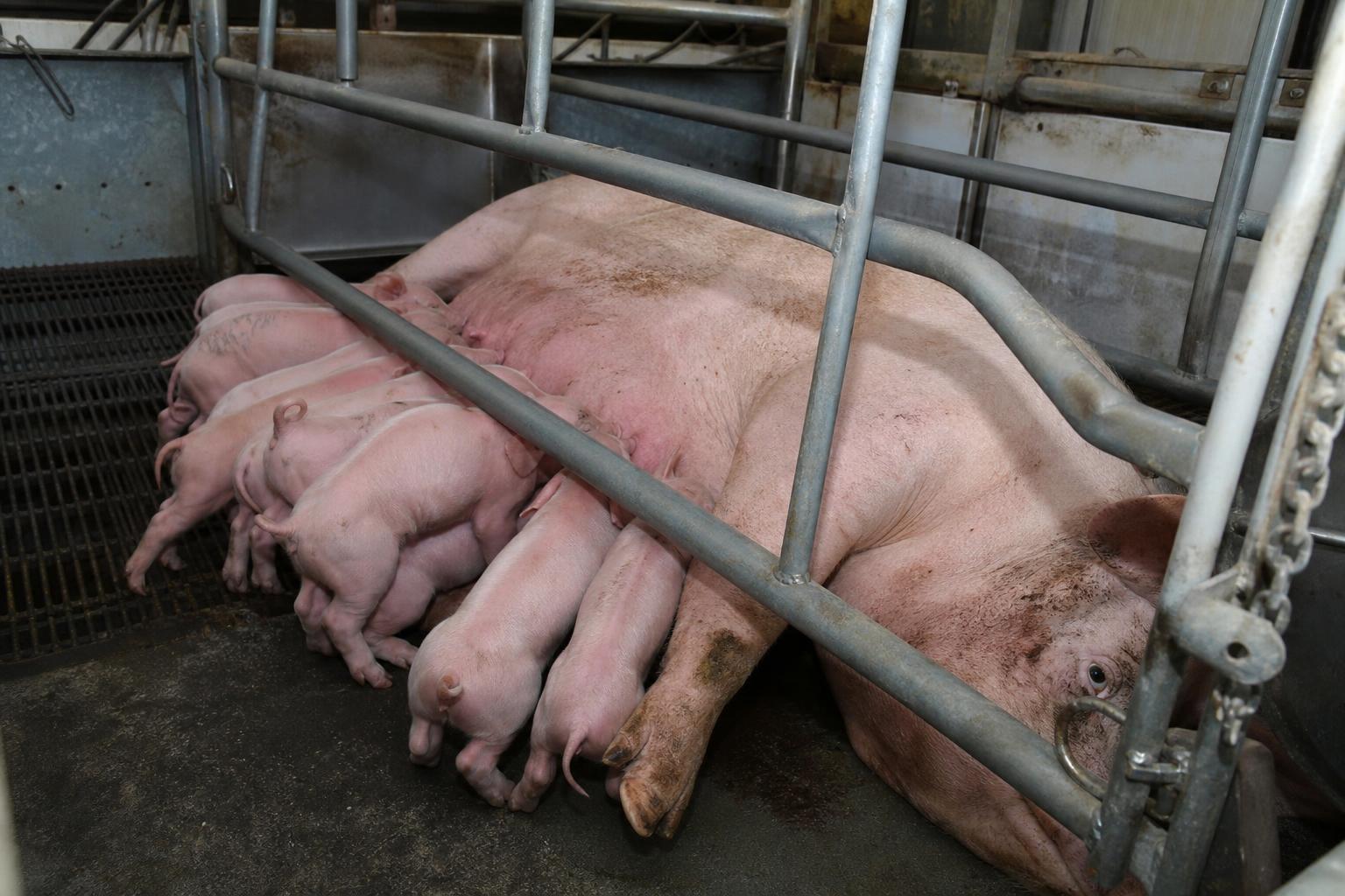 A mother pig nursing her piglet outside an industrial barn