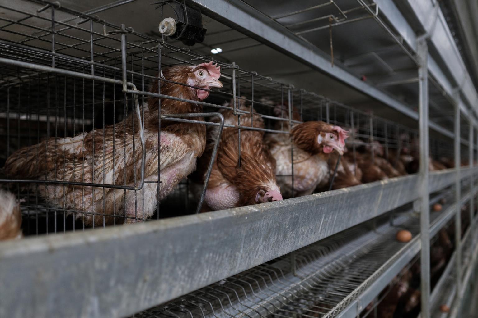 Hens packed into battery cages